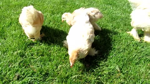 Brahma chickens (2)