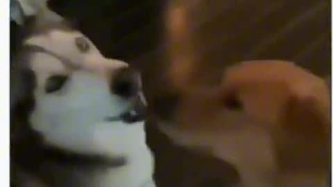 Compilation of dogs being funny.