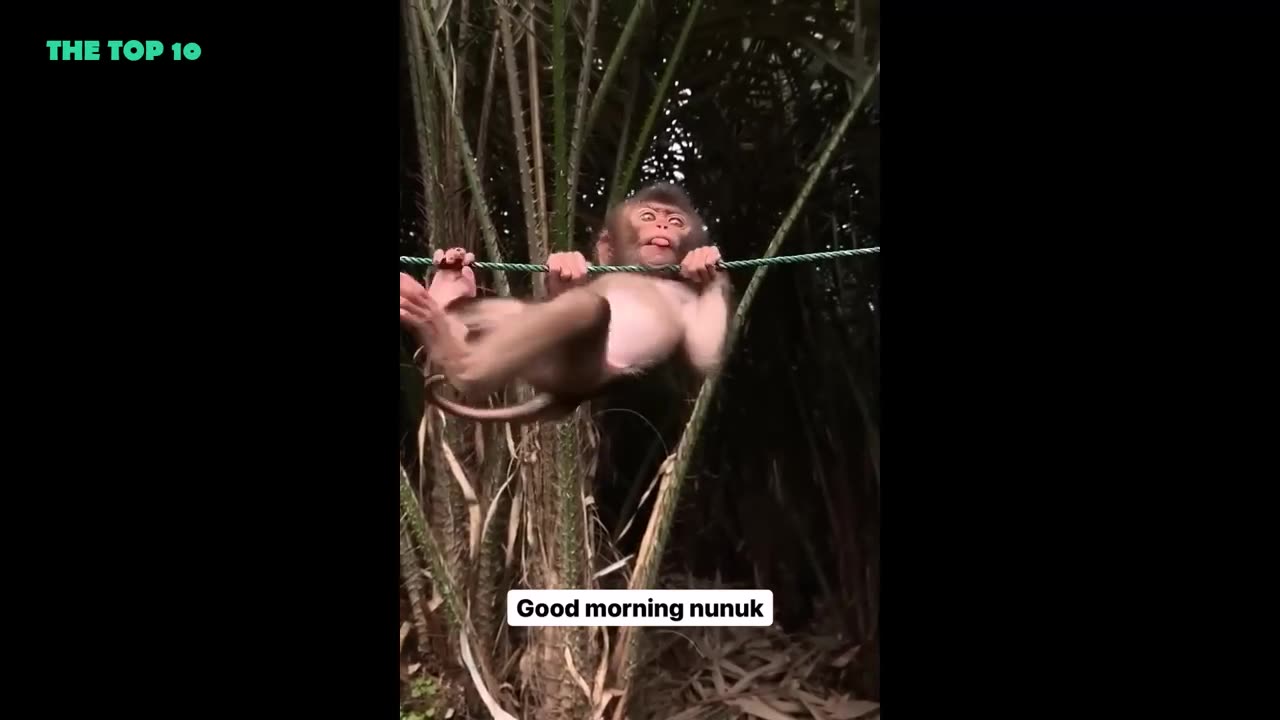 Top 12 Crocodile🐊 Eating prey Moments They like to have Intestine For Breakfast🫨