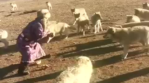 funny videos animal wolf challenge the owner OMG 😱