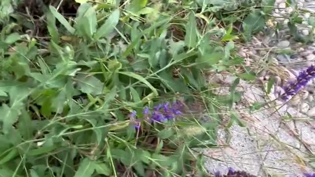 Small purple flowers by the side of the road