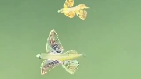 This is a beautiful and charming water-dwelling species