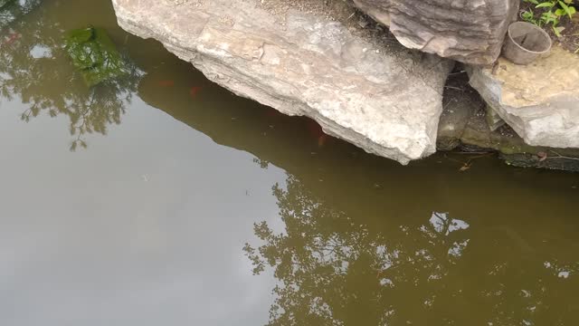 These little goldfish are hiding under the rocks