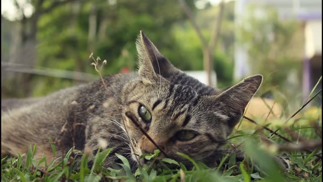 Cat Elegance