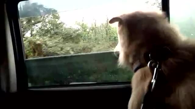 Dogs enjoying the ride