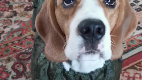 Beagle puppy takes the first steps in a new jumpsuit