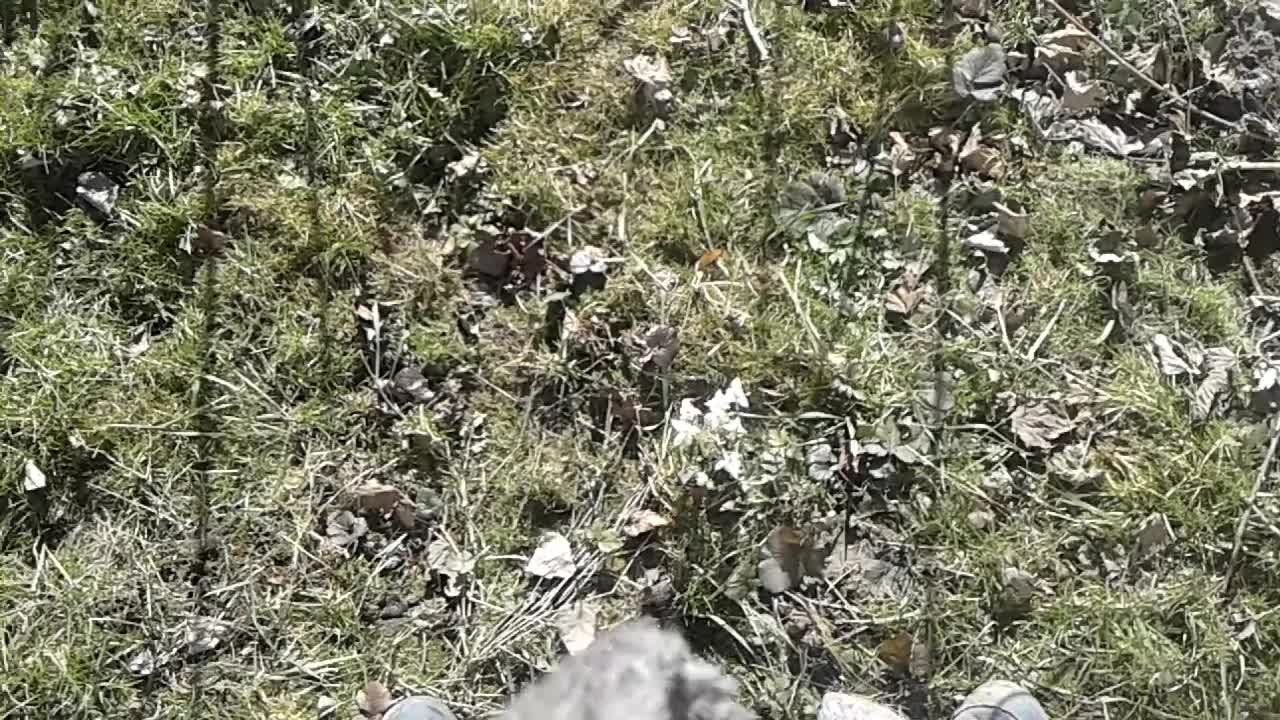 Ciekawostki o ptakach 2