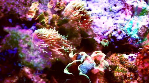 Multicolored coral shot with fish projections