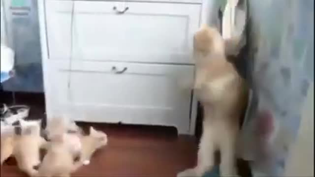 Funny cats compilation video.