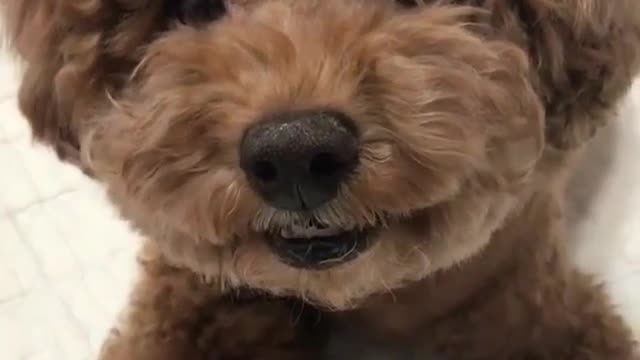 Baby dog