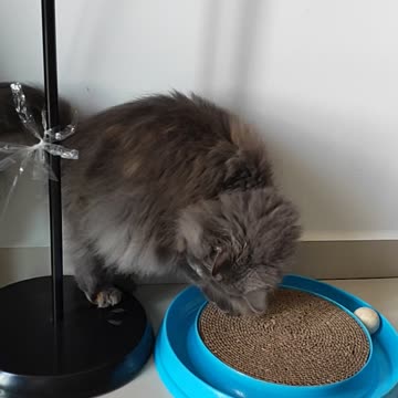 Cute Cat Playing: I am Fat but I am Fast