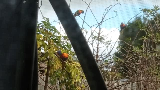 Wild Tropical Parrots Get Comfortable in Our Cold Winter Garden