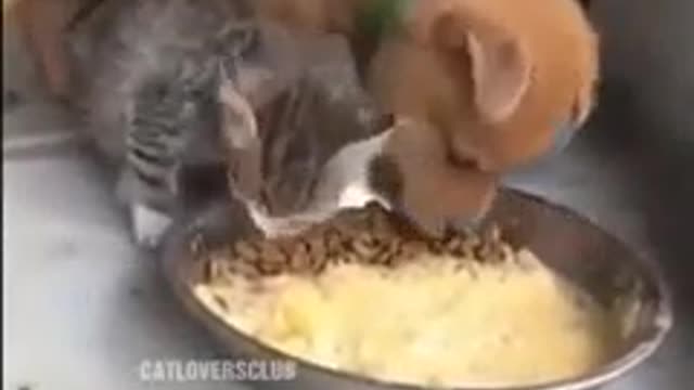 How beautful is this friend between dog and catππ
