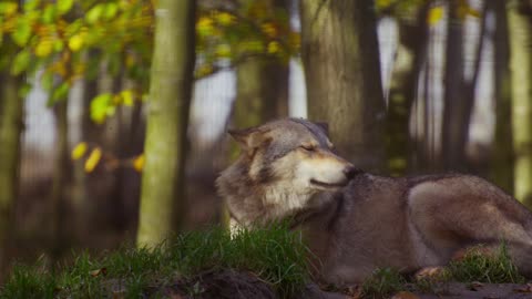 Wonderful wolf in the forest