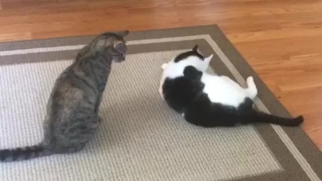 Cat randomly scratching other cat