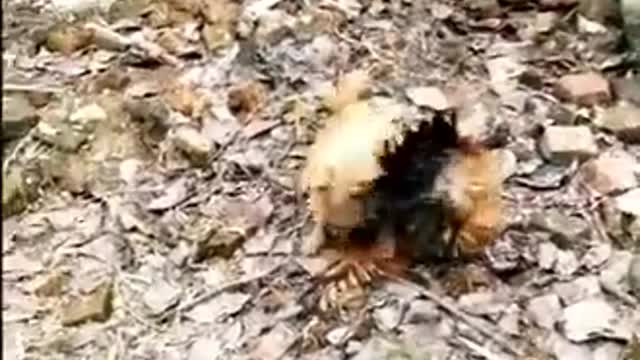 1 chicken vs 3 dog fight