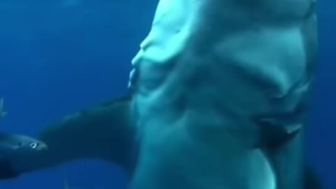🦈Shark Attacked in sea water,live footage😱😱