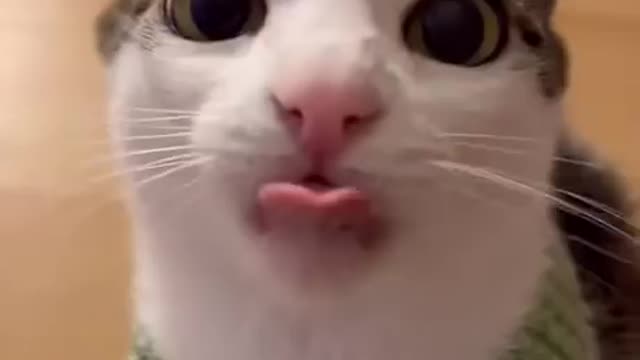 Nutty kitty CRUNCH TIME | funny cat video