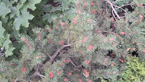 Beautiful pine tree and nice pine needles