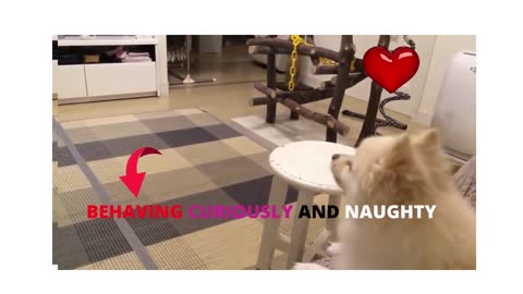 DOG BEHAVING CURIOUSLY AND NAUGHTY-barking sound