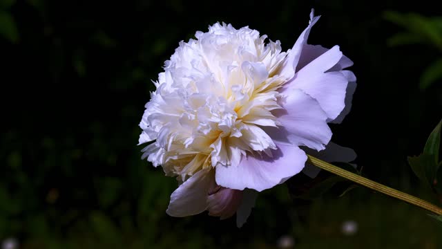 Peony