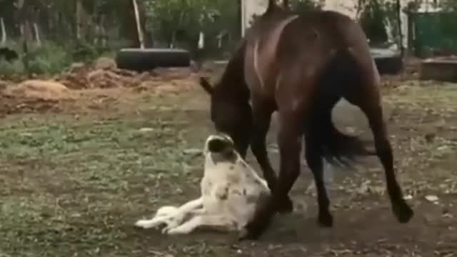 horse and dog playing