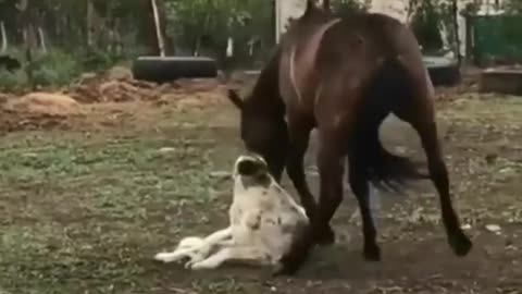 horse and dog playing