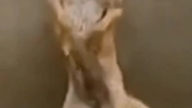 Watch this cute dog 😎|Rumble