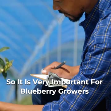 🍇🔵 Blueberry Growing Insights 🌰