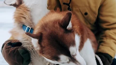 Man with Two Siberian Husky