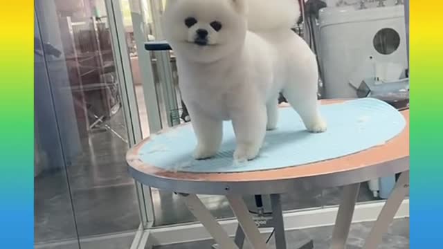157 Cute and Funny Dog Videos Compilation_#short