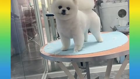 157 Cute and Funny Dog Videos Compilation_#short