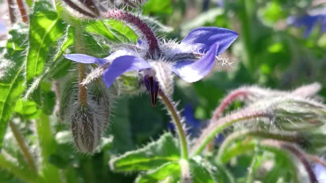 Borage officinalis is médicinal plant