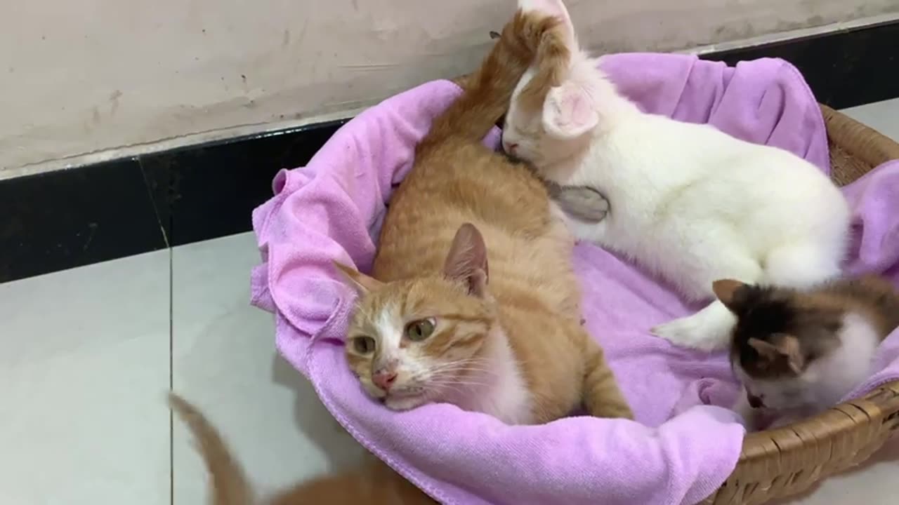 The mother cat is teaching her kittens a lesson. The rabbit and the rooster criticize the mother cat