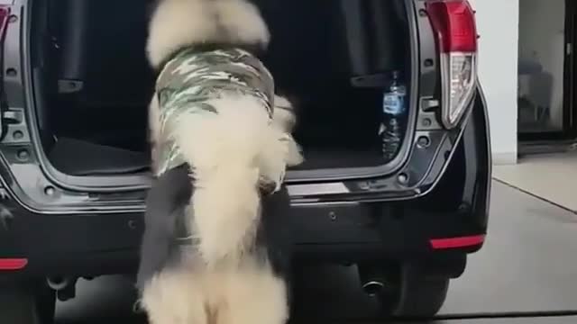 I want to get in the car, I want to get in the car. Alaska needs to get in the car. Dog in the car