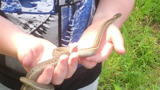 Really Calm And Curious Snake