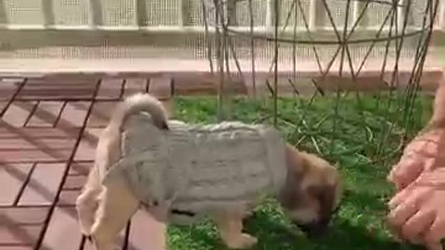 Ultimate Baby Dogs - cute and funny dogs video compilation # shorts