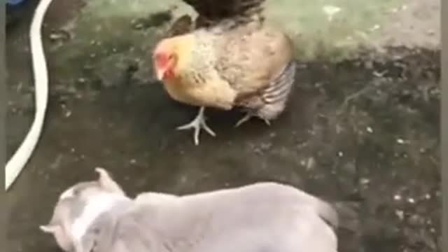 Hen fighting with dog!