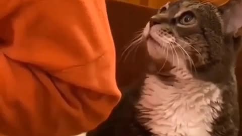 Funny animals prank videos funny animals