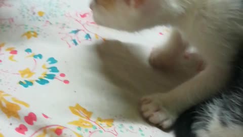 Little Kittens Walk On Bed