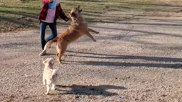 Intense Dog goes crazy after balloon