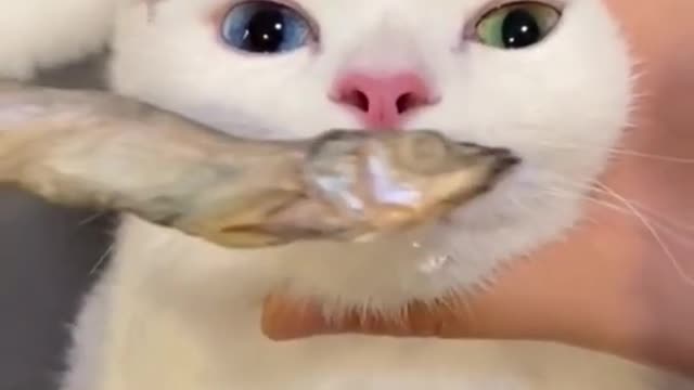 Funny animals videos