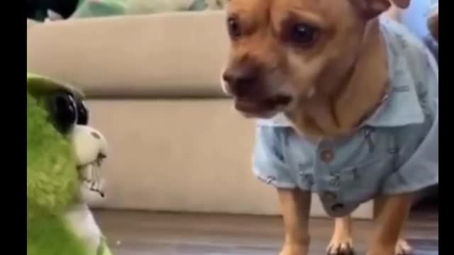 Funny animals being scared!