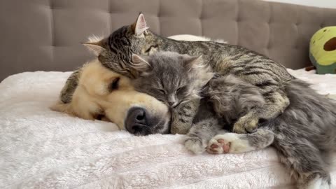 Amazing Love Between Golden Retriever and Cats