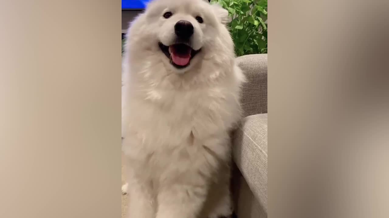 A dog that laughs all the time