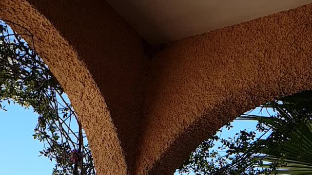 spanish swallows in slow motion flying very education