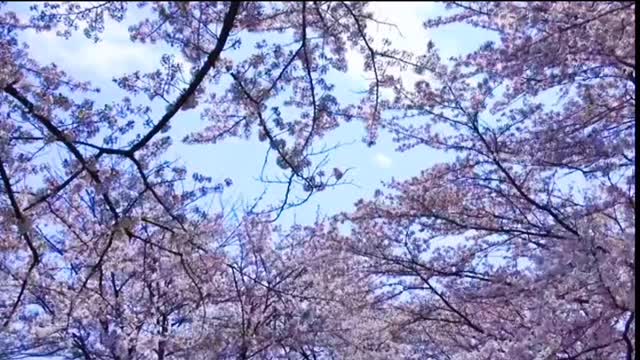 Cherry blossoms in the sun