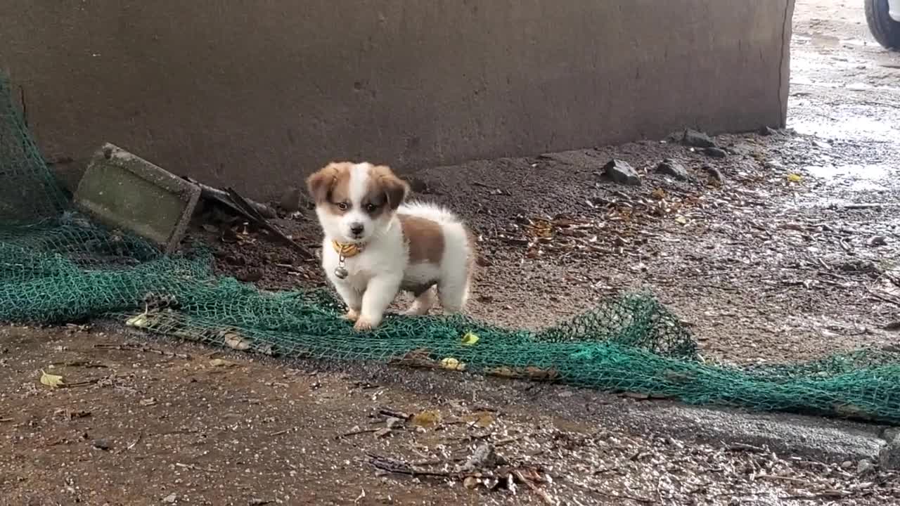 Small cute dog treiner video ll very nice small dog ll