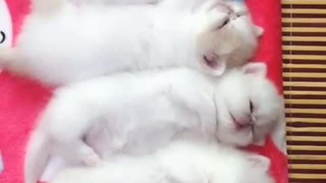 Cute Cat | Cute Pets Funny Animals Compilation