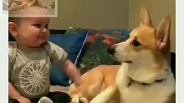 Baby playing with dogs